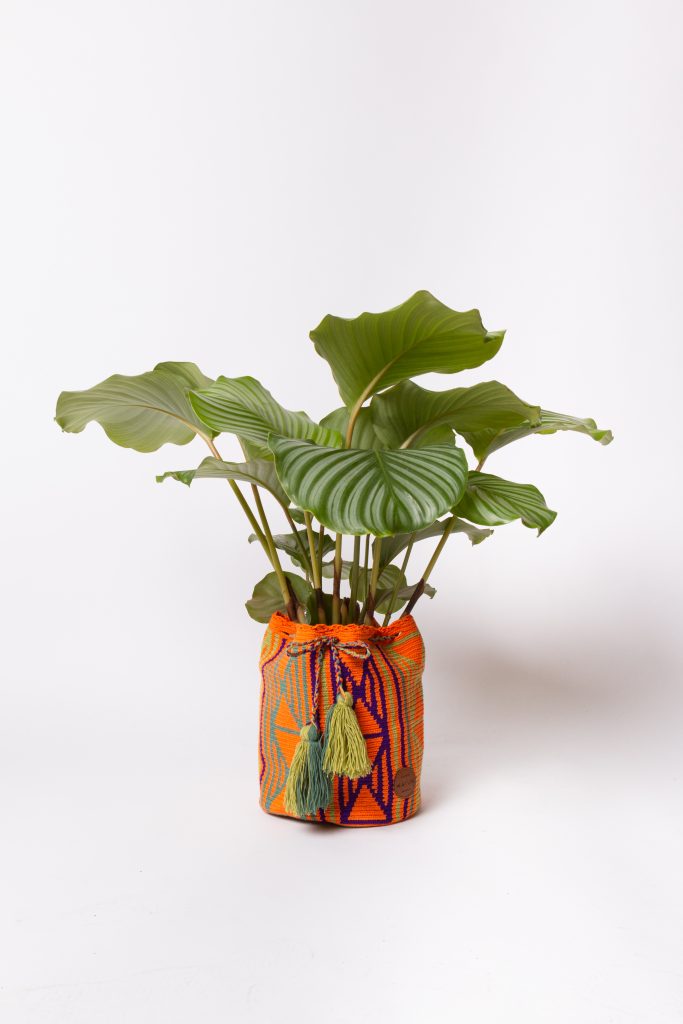 Cache-pot Chaman